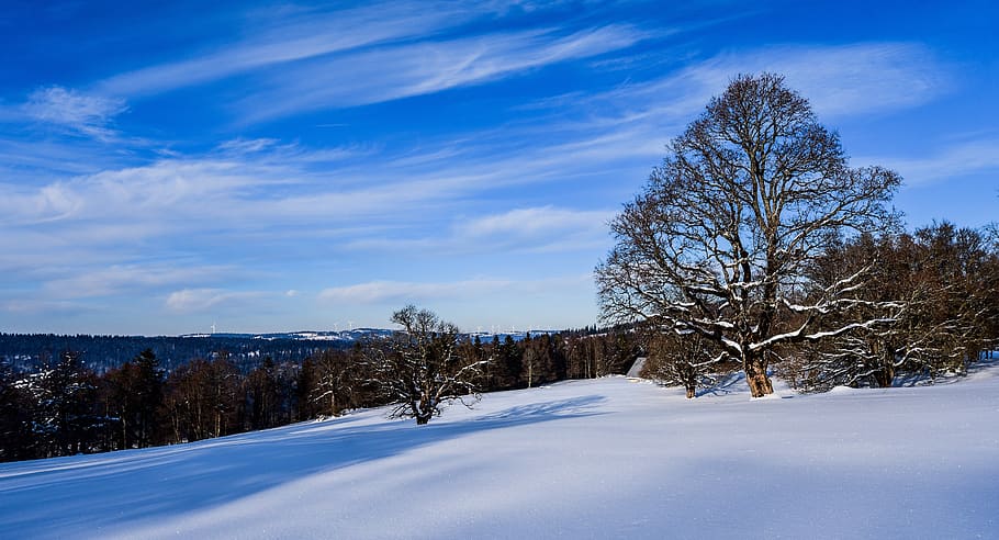 neu, arbre, cel, núvols, hivern, paisatge, blanc, nevat, escènic, chaumont, neuchatel, suïssa, temperatura de fred, núvol - cel, planta, bellesa a la natura, medi ambient, escenics - natura, escena no urbana, terra, tranquil·litat, naturalesa, escena tranquil·la, blau, arbre nu, cap gent, a l'aire lliure, muntanya nevada, 5K