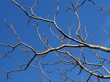 brown bare tree, blue sky, branches, sky, tree, blue, branch, clear sky, low angle view, bare tree, plant, no people, nature, day, outdoors, beauty in nature, tranquility, sunlight, scenics - nature, growth, dead plant, backgrounds, environment, 5K, CC0, public domain, royalty free