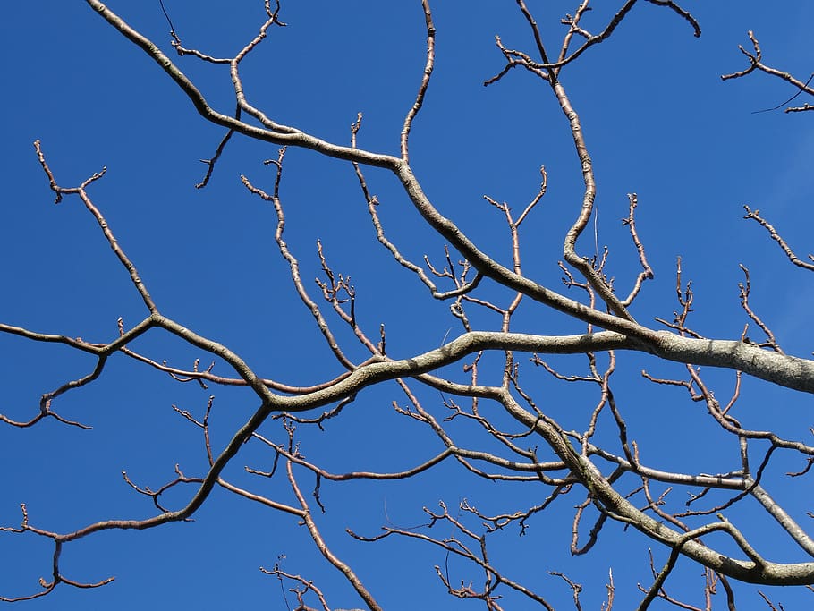 arbre nu marró, cel blau, branques, cel, arbre, blau, branca, cel clar, vista d’angle baix, arbre nu, planta, cap gent, naturalesa, dia, a l'aire lliure, bellesa a la natura, tranquil·litat, llum solar, escenics - natura, creixement, planta morta, fons, medi ambient, 5K