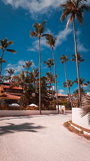 Palmer, sommer, Palme træ, Palme-familien, træ, plante, tropisk, bygning, boliger, hus, villa, Hotel, udendørs, punta cana, sol, Dominikanske republik, gade, udvej, arkitektur, flare, tropisk klima, himmel, natur, sky - himmel, vej, transportmidler, sollys, vækst, bagagerum, træstamme, ingen mennesker, jord, skønhed i naturen, dag, ro, rolig scene, skygge, treelined, kokos palme, tropisk træ, 5K, CC0, offentligt domæne, royaltyfrie
