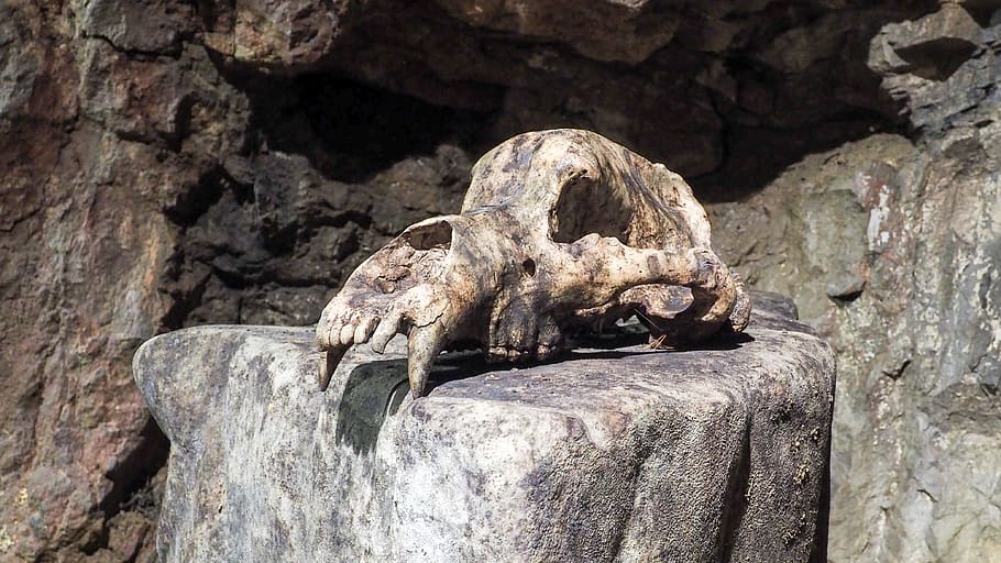 cranio, orso, grotta, temi animali, animale, fauna selvatica, animali allo stato selvatico, un animale, solido, roccia, roccia - oggetto, natura, vertebrato, giorno, nessuno, concentrarsi sulle conoscenze acquisite, avvicinamento, all'aperto, rettile, legno - materiale, luce del sole, osso, marino, 4K
