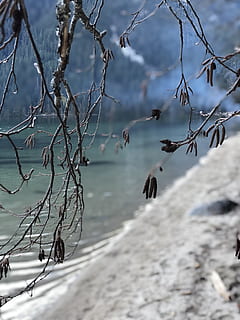 iphone8plus, 写真撮影, 秋, 冬, 森林, 湖, 木, 水, 自然の美しさ, 自然, 日, 無人, 静けさ, ブランチ, 工場, 前景に焦点を当てる, 風景 - 自然, 海, 静かな情景, 野生の動物, 空, 屋外, 動物の野生動物, 山, 1080P, CC0, パブリックドメイン, ロイヤリティフリー