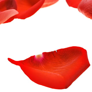, bloem, vers, gift, geïsoleerd, bloemblaadjes, foto, rood, romance, romantisch, roos, verspreide, Valentijn, wit, witte achtergrond, uitknippen, studio opname, bloemblad, geen mensen, versheid, ontwerp, abstract, bloeiende plant, fabriek, natuur, schoonheid in de natuur, vorm, detailopname, witte kleur, liefde, kopie ruimte, binnenshuis, Valentijnsdag - vakantie, 2K, CC0, publiek domein, royaltyvrij