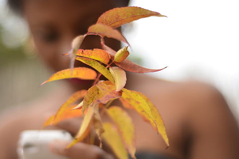 green leaved plant, dried leaves, macro, close-up, holding, selective focus, nature, leaf, human hand, plant part, day, plant, focus on foreground, hand, outdoors, human body part, growth, people, freshness, autumn, food, adult, 5K, CC0, public domain, royalty free