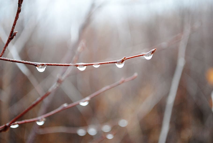 foresta, alberi, foreste, paesaggio, natura, nebbia, autunno, nella caduta di, umore, il pittoresco, albero, naturale, stagione, atmosfera, acqua, gocce, mondo, inverno, pianta, concentrarsi sulle conoscenze acquisite, bellezza nella natura, ramo, avvicinamento, la tranquillità, nessuno, temperatura fredda, messa a fuoco selettiva, giorno, la neve, ramoscello, ghiaccio, all'aperto, ambiente, nevicando, bufera di neve, 4K