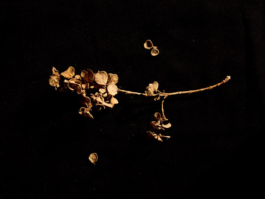 flor, floral, pis pla, flatlay, fulles, naturalesa, flors seques, nit, cap gent, fons negre, tir de l'estudi, a l'interior, menjar i beguda, primer pla, astronomia, vulnerabilitat, grup d'objectes, fragilitat, forma, bellesa a la natura, frescor, lluna, menjar, espai, disseny, 2K