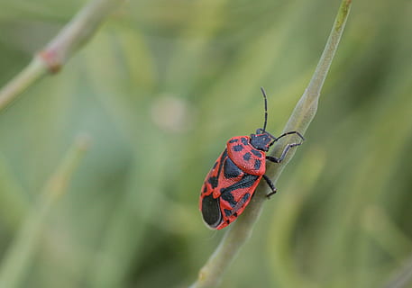 Käfer, Fehler, Insekt, Makro, Tier, Nahansicht, Insektenfoto, wirbellos, Tierwelt, Tierthemen, Tiere in freier Wildbahn, ein Tier, Pflanze, Fokus auf den Vordergrund, Tierflügel, keine Leute, Natur, Tag, rot, Schönheit in der Natur, grüne Farbe, Pflanzenteil, Blatt, selektiver Fokus, Schmetterling - Insekt, draußen, 4K, CC0, gemeinfrei, lizenzfrei