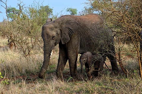 cinzento, elefantes, árvore, elefante, animal, animais selvagens, mamífero, África do Sul, kruger, Parque Nacional Kruger, natureza, arbusto, rebanho, madeira, verão, ao ar livre, savana, pastagem, campo, leve, procriar, rural, temas animais, plantar, animais em estado selvagem, grupo de animais, ninguém, terra, dia, vertebrado, animal jovem, família animal, safári, dois animais, crescimento, elefante africano, herbívoro, tronco animal, 5K, CC0, domínio público, royalty free