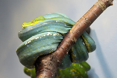 serpente, pitone, rappresentante, rettile, boa, verde, blu, temi animali, fauna selvatica, animale, un animale, animali allo stato selvatico, vertebrato, avvicinamento, nessuno, albero, ramo, colore verde, giorno, natura, pianta, concentrarsi sulle conoscenze acquisite, all'aperto, parte del corpo animale, camaleonte, scala animale, iguana, velenoso, 2K, CC0, dominio pubblico, privo di copyright