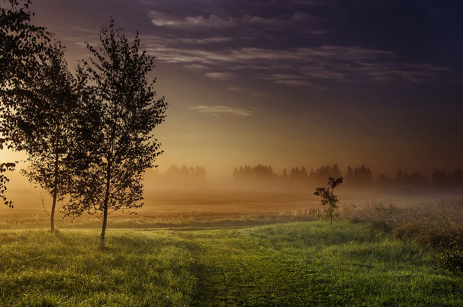 krajinářské fotografie, zelená, travnaté hřiště, vedle, temný, mlha, les, zlatý, hodina, podsvícený, mraky, svítání, brzy ráno, večer, pole, tráva, krajina, světlo, Příroda, scénický, nebe, slunce, západ slunce, stromy, počasí, rostlina, strom, klid, krása v přírodě, klidné scény, scenics - příroda, přistát, životní prostředí, růst, mrak - nebe, mimoměstské scény, nikdo, venku, mlhavý, 1080P