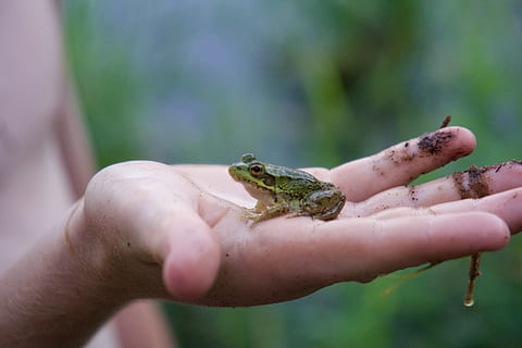frog, macro, one animal, hand, animal wildlife, human hand, reptile, human body part, one person, lizard, focus on foreground, animals in the wild, close-up, day, holding, vertebrate, selective focus, nature, body part, finger, care, small, 5K, CC0, public domain, royalty free