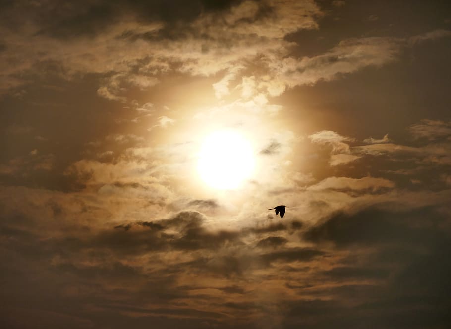 Wolke, Kran, Dämmerung, Vogel, Sonnenaufgang, Himmel, wolke - himmel, Silhouette, Sonnenuntergang, Tierthemen, Sonnenlicht, Sonne, Wirbeltier, Schönheit in der Natur, Tier, Tiere in freier Wildbahn, Szenen - Natur, Natur, ein Tier, Tierwelt, fliegend, Ruhe, ruhige Szene, Flachwinkelansicht, draußen, keine Leute, hell, 4K