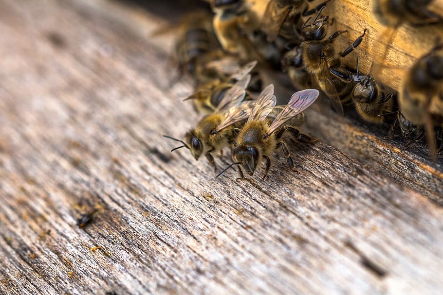 insetto, avvicinamento, macro, api, Ape, api da miele, difesa, natura, animale, invertebrato, temi animali, animali allo stato selvatico, fauna selvatica, messa a fuoco selettiva, legno - materiale, gruppo di animali, giorno, nessuno, all'aperto, bellezza nella natura, zoologia, artropodo, 2K