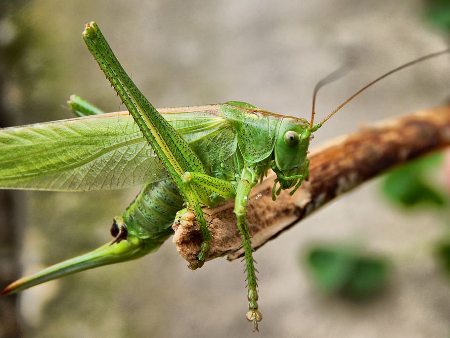 tancar, fotografia, verd, insecte, primer pla, macro, temes d'animals, fauna animal, un animal, animal, animals a la natura, color verd, invertebrat, cap gent, rèptil, naturalesa, centrar-se en primer pla, Llagosta, planta, part del cos dels animals, llangardaix, dia, a l'aire lliure, camaleó, ull d’animals, 4K