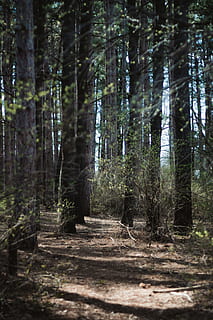 skogstrær, dagtid, anlegg, vegetasjon, land, natur, utendørs, tre, skog, lund, trestamme, jungel, sti, bakke, regnskog, redwood, rot, bjørk, lys, fakkel, stamme, vekst, ingen folk, ro, dag, skjønnhet i naturen, ikke-urbane scene, rolig scene, naturskjønnhet - natur, sollys, miljø, retning, 4K, CC0, offentlig domene, opphavsrett gratis