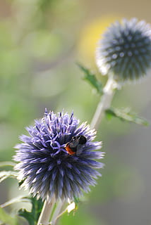 echinops, card, abella, planta amb flors, flor, planta, bellesa a la natura, frescor, fragilitat, vulnerabilitat, creixement, cap de flor, inflorescència, pètal, primer pla, porpra, naturalesa, centrar-se en primer pla, animals a la natura, cap gent, invertebrat, temes d'animals, a l'aire lliure, polinització, 4K, CC0, domini públic, lliure de regalies