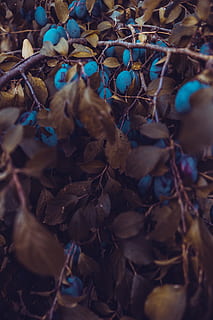 getrocknete Blätter, Beere, Baum, Blatt, Blätter, Natur, Wald, Nahansicht, Ast, draußen, Tierwelt, Bokeh, Kontrast, Sony, Blau, Pflanze, trocken, Pflanzenteil, selektiver Fokus, Tag, keine Leute, Wachstum, Schönheit in der Natur, tote Pflanze, getrocknete Pflanze, Zweig, Zerbrechlichkeit, Land, Verletzlichkeit, getrocknet, verwelkte Pflanze, 2K, CC0, gemeinfrei, lizenzfrei