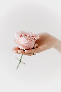holding, pink, rose, flowers, roses, floral, human hand, hand, flower, studio shot, human body part, plant, beauty in nature, flowering plant, one person, freshness, white background, indoors, copy space, close-up, fragility, vulnerability, petal, nature, body part, finger, flower head, beautiful woman, 5K