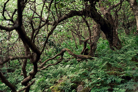 pohon, hutan, subur, hijau, jalur pendakian, alam, jejak alam, ranting, Asheville, Karolina utara, pakis, menanam, bagasi, batang pohon, ketenangan, pertumbuhan, tanah, cabang, keindahan di alam, warna hijau, tidak ada orang, hari, di luar rumah, adegan yang tenang, bagian tanaman, lingkungan Hidup, lumut, hutan hujan, 4K, CC0, domain publik, bebas royalti