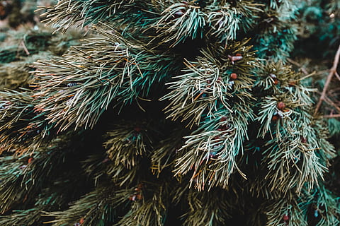 Baum, Pflanze, Kiefer, Nadelbaum, Tanne, abies, Natur, Holz, Textur, Wald, wild, Makro, Geäst, Kiefern, Ast, draussen, Frost, Winter, immergrün, Nahansicht, Tag, keine Leute, grüne Farbe, Fokus auf den Vordergrund, Wachstum, Nadel - Pflanzenteil, Schönheit in der Natur, draußen, Vollbild, selektiver Fokus, Pinaceae, Hintergründe, Weihnachten, Dekoration, Tannenbaum, 5K, CC0, gemeinfrei, lizenzfrei