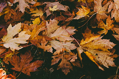 gedroogde esdoorn bladeren, fabriek, esdoorn blad, flora, blad, Canada, Engelse baai, esdoorn-, boom, voedsel, zeevruchten, berk, eik, esdoorn, wijnstok, herfst, verandering, deel van de plant, bladeren, natuur, geen mensen, detailopname, Oranje kleur, schoonheid in de natuur, droog, dag, buitenshuis, kwetsbaarheid, breekbaarheid, kalmte, natuurlijke toestand, herfstcollectie, vallen, 5K, CC0, publiek domein, royaltyvrij
