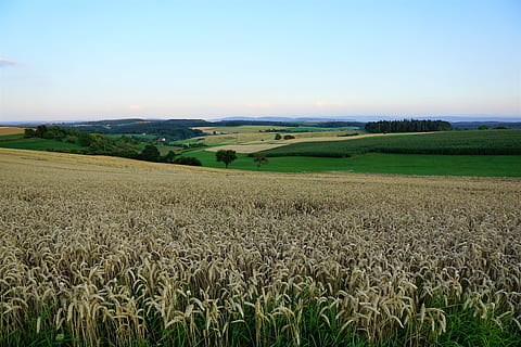 gra, camp, pa, estiu, hegau, Alemanya, suïssa, llac de constància, tuttlingen, cantar, estret, emmingen, liptingen, miss mountain, llit, madur, collita, agricultura, caminada, prat, acció de gràcies, Festival, vacances, europa, paisatge, terra, escenics - natura, medi ambient, escena rural, cel, planta, escena tranquil·la, bellesa a la natura, tranquil·litat, cultiu, granja, creixement, cap gent, naturalesa, planta de cereals, dia, idíl·lic, a l'aire lliure, paisatge rodant, plantació, 5K, CC0, domini públic, lliure de regalies