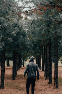 uomo, in piedi, alberi di pino, abbigliamento, capi di abbigliamento, persona, umano, cappotto, albero, pianta, a piedi, manica, all'aperto, strada, abete, abies, maglione, felpa, cappuccio, manica lunga, tronco d'albero, giacca, retrovisore, una persona, foresta, terra, crescita, natura, stili di vita, persone reali, tronco, attività di svago, giorno, tre quarti, bellezza nella natura, treelined, bosco, 4K, CC0, dominio pubblico, privo di copyright
