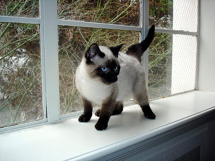 siameser, killing, kit, kat, kæledyr, dyr, vild, natur, pattedyr, et dyr, indenlandske, husdyr, feline, indenlandske kat, vindue, hvirveldyr, ingen mennesker, indendørs, dag, vindueskarm, portræt, sidder, stående, bakkenbart, 1080P, CC0, offentligt domæne, royaltyfrie