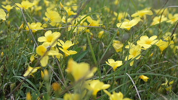 gul, makro, Mark, forår, natur, plante, blomstrende plante, blomst, vækst, skrøbelighed, skønhed i naturen, sårbarhed, friskhed, jord, selektiv fokusering, tæt på, kronblad, blomsterhoved, blomsterstand, ingen mennesker, dag, udendørs, 5K, CC0, offentligt domæne, royaltyfrie