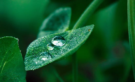 Blatt, Tau, Tropfen, Pflanze, grüne Farbe, Pflanzenteil, Wachstum, Nahansicht, Schönheit in der Natur, Natur, fallen, Wasser, keine Leute, nass, Frische, Fokus auf den Vordergrund, Tag, selektiver Fokus, Tiere in freier Wildbahn, draußen, Tierwelt, Reinheit, Regentropfen, Grashalm, 2K, CC0, gemeinfrei, lizenzfrei