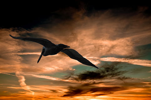 kran, flyvende, orange, grøn, overskyet, himmel lavvinkel fotografering, skyer, natur, pelikan, himmel, solopgang, solnedgang, tusmørke, dyreliv, sky - himmel, dyre temaer, fugl, spredte vinger, hvirveldyr, dyr, et dyr, dyr i naturen, lav vinkel visning, Midt i luften, silhuet, bevægelse, ingen mennesker, orange farve, skønhed i naturen, udendørs, frihed, måge, 4K, CC0, offentligt domæne, royaltyfrie