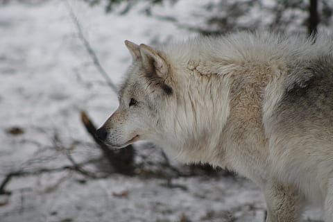 ulv, vinter, rovdyr, kold, natur, ulve, hund, sne, pattedyr, dyr, dyre temaer, et dyr, dyreliv, dyr i naturen, hvirveldyr, ingen mennesker, fokus på forgrunden, indenlandske, dag, dyr kropsdel, sidebillede, tæt på, dyr hoved, husdyr, kæledyr, udendørs, profilvisning, planteædende, 4K, CC0, offentligt domæne, royaltyfrie