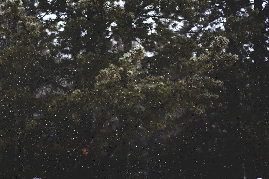 arbre amb fulles verdes, arbre, Estats Units, montana, naturalesa, bosc, a l'aire lliure, neu, fulles, verd, hivern, fred, temps, pi, full, vida salvatge, planta, terra, vegetació, jungla, bellesa a la natura, tranquil·litat, vista d’angle baix, cap gent, escenics - natura, cel, creixement, escena tranquil·la, estrella - espai, nit, fons, marc complet, directament a sota, 4K