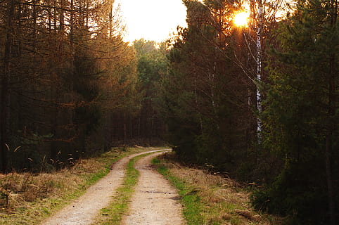 calea, pădure, copac, peisaj, dispozitie, mistic, natură, traseu, ușoară, păduri, misterios, iluminat, alee, căldură, climat, verde, soarele, însorit, vest, parc, drum, cale, plantă, calea de urmat, direcţie, teren, liniște, frumusețe în natură, creştere, nici o persoana, o scenă liniștită, transport, scenă non-urbană, drum noroios, scenice - natura, cer, lumina soarelui, zi, în aer liber, 4K, CC0, domeniu public, fără drepturi de autor