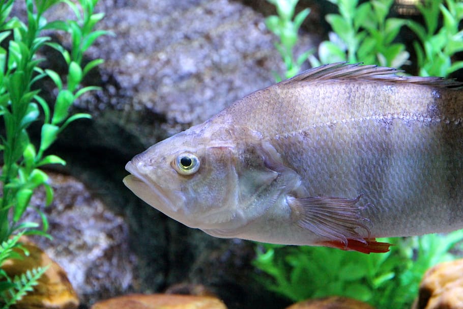 perca, peix, sota l'aigua, aigua, aquari, aigua dolça, peixos d’aigua dolça, nedar, naturalesa, animal, plantes, no home, vertebrats, temes d'animals, fauna animal, animals a la natura, mar, un animal, cap gent, primer pla, marí, la vida marina, dipòsit, centrar-se en primer pla, submarí, vista del perfil, 2K