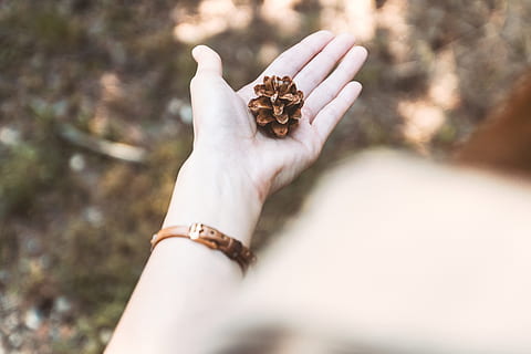 pine cones, hand, pine forest, human hand, human body part, one person, holding, day, animal wildlife, nature, close-up, jewelry, body part, one animal, ring, selective focus, animals in the wild, adult, outdoors, finger, human limb, 4K
