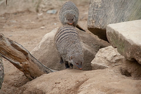 mangosta, roques, monstre de l'arbre, animals, zoo, tancament, pelut, sorra, animals a la natura, fauna animal, mamífer, rock, vertebrats, sòlid, rock - object, dia, grup d’animals, naturalesa, cap gent, a l'aire lliure, meerkat, dos animals, terra, animal jove, família d’animals, 4K, CC0, domini públic, lliure de regalies