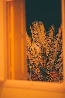 Grün-Palmblattbaum, Pflanze, Gras, Nacht-, Baum, Gelb, yollow, Kleidung, bekleidung, Robe, Mode, Abendkleid, Kleid, Wohnkultur, Buchse, Vegetation, Rasen, Schilf, abies, Tanne, Weizen, keine Leute, selektiver Fokus, Nahansicht, Natur, drinnen, orange Farbe, Palmblatt, Palme, tropisches Klima, Blatt, Wachstum, kopieren sie platz, Ruhe, Fokus auf den Vordergrund, Pflanzenteil, die Architektur, 5K, CC0, gemeinfrei, lizenzfrei