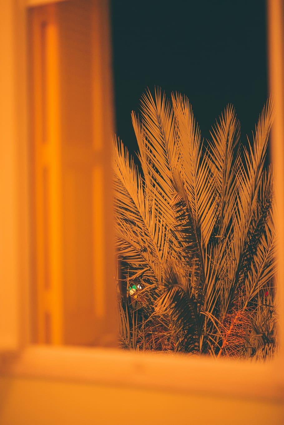 Grün-Palmblattbaum, Pflanze, Gras, Nacht-, Baum, Gelb, yollow, Kleidung, bekleidung, Robe, Mode, Abendkleid, Kleid, Wohnkultur, Buchse, Vegetation, Rasen, Schilf, abies, Tanne, Weizen, keine Leute, selektiver Fokus, Nahansicht, Natur, drinnen, orange Farbe, Palmblatt, Palme, tropisches Klima, Blatt, Wachstum, kopieren sie platz, Ruhe, Fokus auf den Vordergrund, Pflanzenteil, die Architektur, 5K