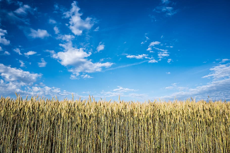Maisfeld, tagsüber, Wolken, Mais, Ernte, Ackerland, Bauernhof, Landwirtschaft, Feld, Wachstum, Landschaft, Natur, Weide, Himmel, wolke - himmel, Pflanze, Land, Ruhe, ruhige Szene, Blau, Schönheit in der Natur, Szenen - Natur, ländliche Szene, Tag, keine Leute, Umgebung, draußen, Stiel, Plantage, 2K