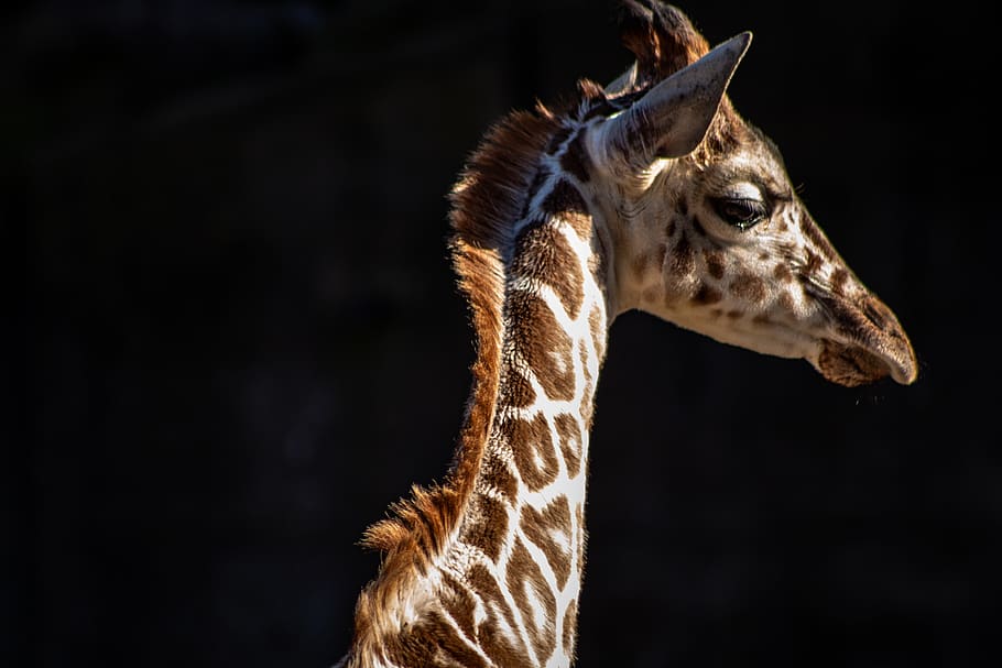 girafa marrom, um animal, temas animais, animal, mamífero, animais selvagens, parte do corpo animal, girafa, cabeça de animal, fundo preto, animais em estado selvagem, vertebrado, ninguém, animais domésticos, pescoço de animal, retrato, fechar-se, copie o espaço, olhando, olhando para longe, natureza, herbívoro, olho animal, 2K