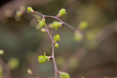 ramo, germoglio, primavera, albero, natura, germe, verde, foglia, giovane sparare, stagione, pianta, crescita, avvicinamento, bellezza nella natura, parte vegetale, giorno, concentrarsi sulle conoscenze acquisite, messa a fuoco selettiva, stelo vegetale, nessuno, inizi, all'aperto, freschezza, colore verde, fragilità, ramoscello, vulnerabilità, fiore, condizione naturale, 2K, CC0, dominio pubblico, privo di copyright