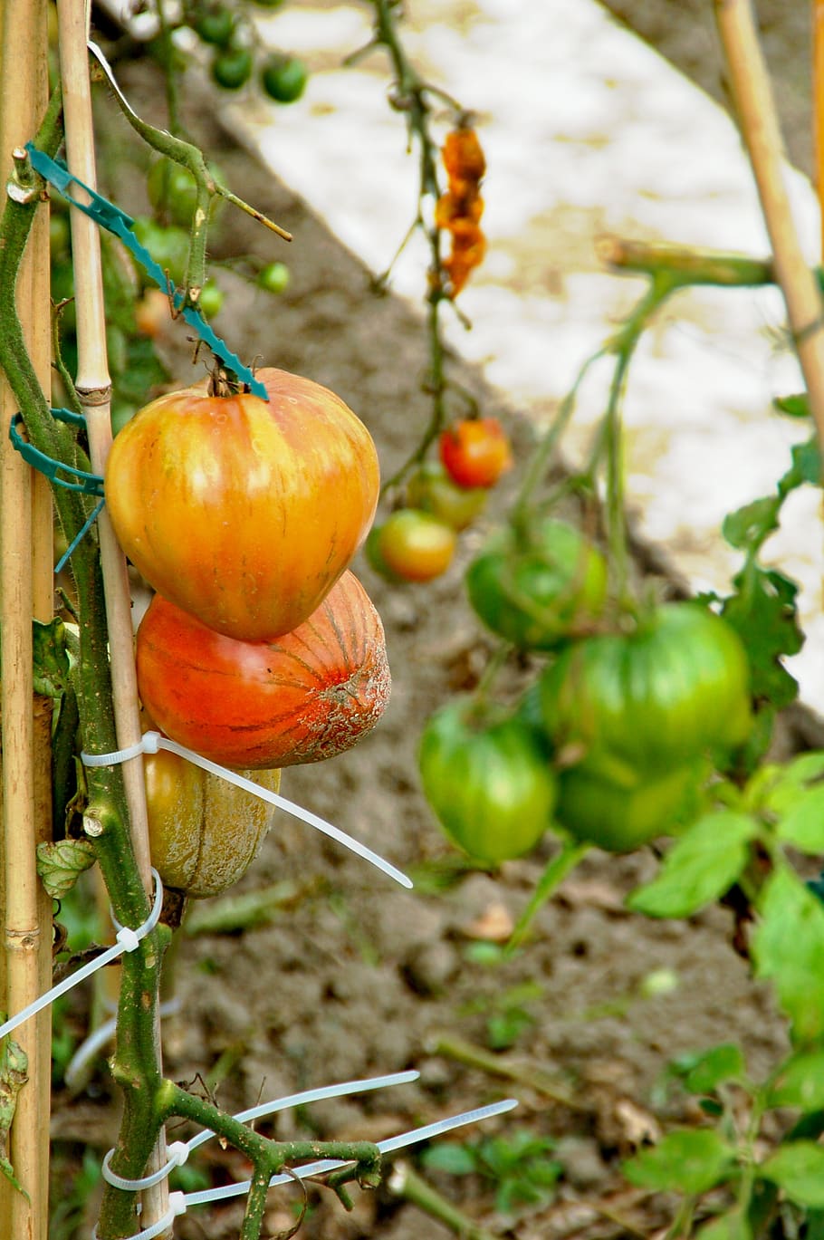 adjudicació, tomàquets, desenvolupament, vermell, creixement, madura, immadur, taronja, verd, menjar, menjar i beguda, alimentació saludable, fruita, frescor, planta, agricultura, benestar, centrar-se en primer pla, naturalesa, cap gent, dia, tomàquet, vegetals, primer pla, color verd, full, color taronja, part de la planta, a l'aire lliure, madur, orgànic, 2K