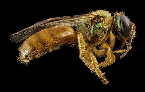 ape, sudore, macro, a cavallo, natura, insetto, USGS, avvicinamento, Ali, megalopta genalis, piccolo, delicato, entomologia, temi animali, un animale, animale, girato in studio, sfondo nero, fauna selvatica, invertebrato, in casa, parte del corpo animale, artropodo, animali allo stato selvatico, nessuno, zoologia, copia spazio, gamba animale, aracnide, occhio animale, capelli, 2K, CC0, dominio pubblico, privo di copyright