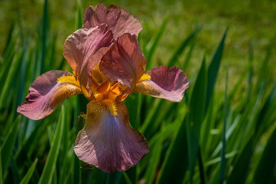 iris, rouge, flor, primavera, jardins presby iris, planta, planta amb flors, pètal, bellesa a la natura, fragilitat, vulnerabilitat, frescor, primer pla, creixement, inflorescència, cap de flor, iris - planta, naturalesa, cap gent, color verd, dia, a l'aire lliure, centrar-se en primer pla, pol·len, marró, porpra, 5K
