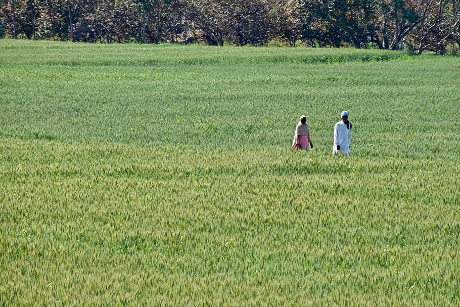 Menschen, Indien, Felder, zwei Menschen, Feld, Pflanze, Land, Männer, Zusammengehörigkeit, Landschaft, echte Menschen, Natur, Umgebung, grüne Farbe, Erwachsene, Tag, Lebensstile, ländliche Szene, Gras, Verbindung, Frau, Wachstum, positive Emotionen, draußen, Paar - Beziehung, Farmer, 5K