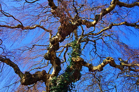 boom, Berk, boomtop, tak, kale tak, knoestig, gedraaid, schors, winter boom, bladerloos, blauwe lucht, zonnige winterdag, fabriek, lage hoekweergave, kalmte, hemel, schoonheid in de natuur, natuur, geen mensen, dag, groei, boomstam, romp, heldere lucht, buitenshuis, blauw, zonlicht, kale boom, rustige scène, scenics - natuur, Boomkap, 5K, CC0, publiek domein, royaltyvrij