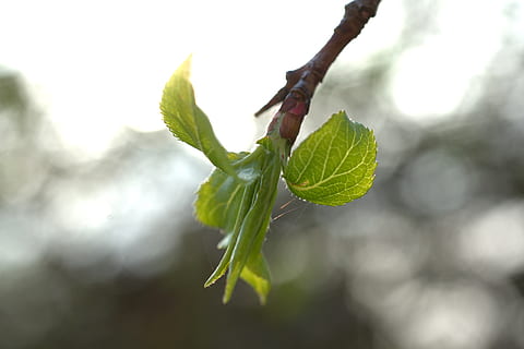 Blatt, Knospe, Frühling, Grün, Baum, Ast, frisch, blühen, wachsen, Gartenarbeit, Natur, Pflanze, Garten, Nahansicht, am Anfang, Pflanzenteil, grüne Farbe, Wachstum, Schönheit in der Natur, Fokus auf den Vordergrund, keine Leute, Tag, selektiver Fokus, Frische, draußen, Lebensmittel, Essen und Trinken, Zerbrechlichkeit, Anfänge, Kelchblatt, 4K, CC0, gemeinfrei, lizenzfrei
