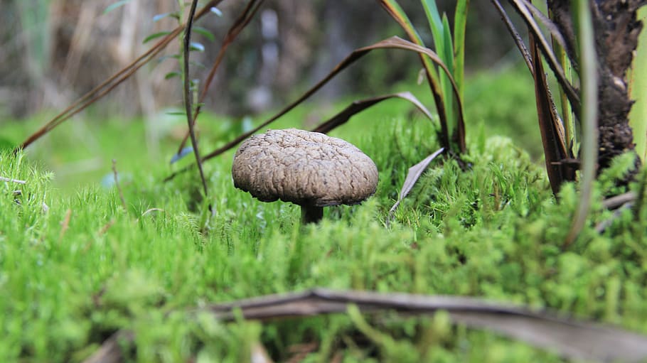 hongo, bolets, seta, planta, fong, vegetals, creixement, terra, menjar, naturalesa, color verd, herba, cap gent, bosc, enfocament selectiu, arbre, dia, primer pla, toadstool, a l'aire lliure, menjar i beguda, bellesa a la natura, 5K