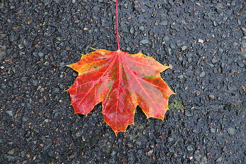 fallen, Blatt, Herbstfarben, Bitumen, Straße, Natur, Baum, rot, Herbst, Veränderung, Pflanzenteil, orange Farbe, Ahornblatt, Nahansicht, Tag, draußen, keine Leute, High Angle View, trocken, Verletzlichkeit, Zerbrechlichkeit, Rau, Asphalt, texturiert, Stadt, Blätter, natürlicher Zustand, Regen, Orange, Herbstkollektion, 5K, CC0, gemeinfrei, lizenzfrei